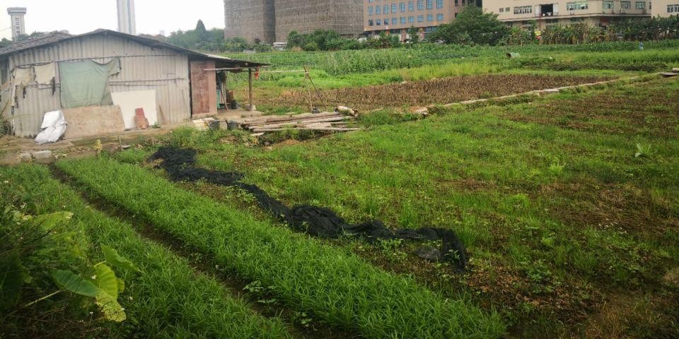 10亩农地，适合农庄农家乐鱼