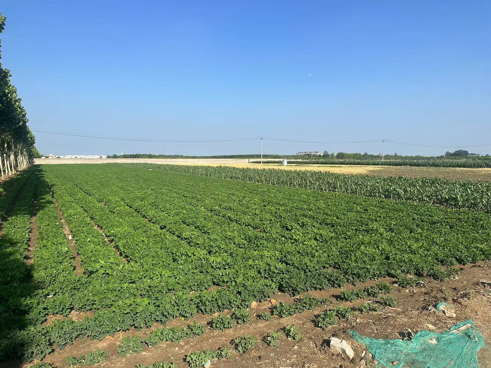 丰润一手工业用地出售可分割紧邻建设路